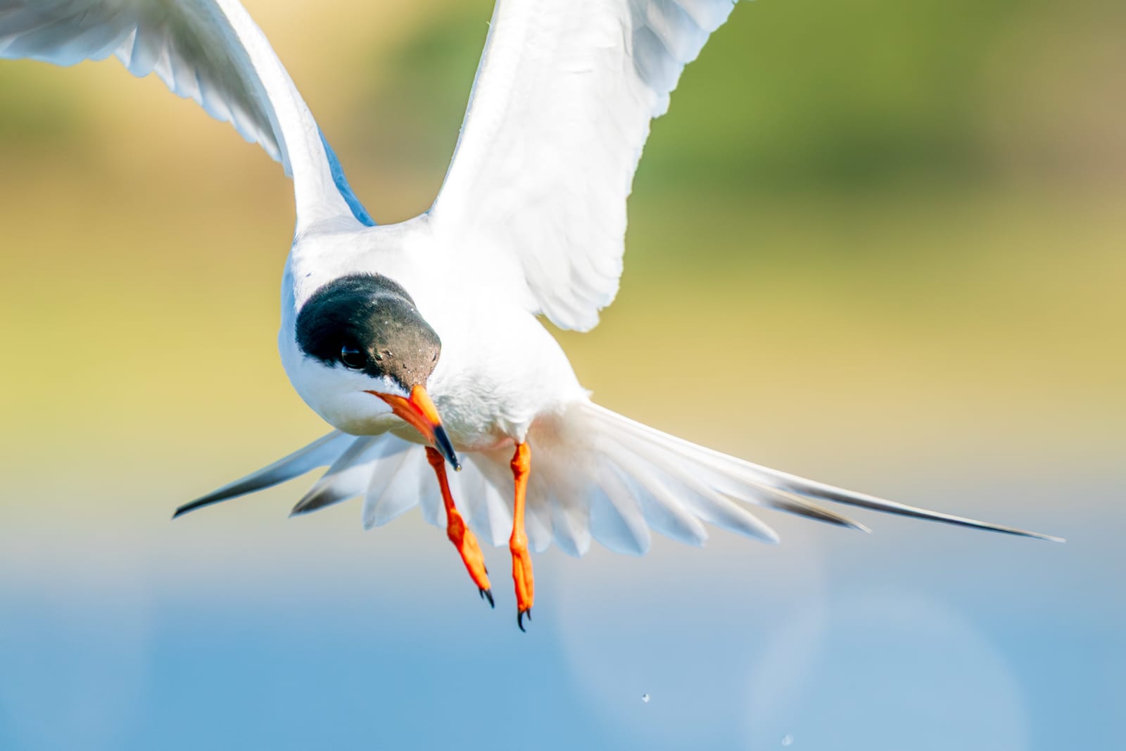 Forster's Tern