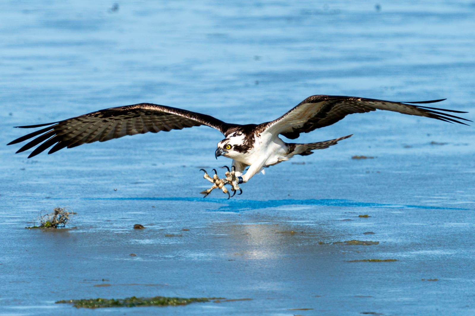 Osprey Attack