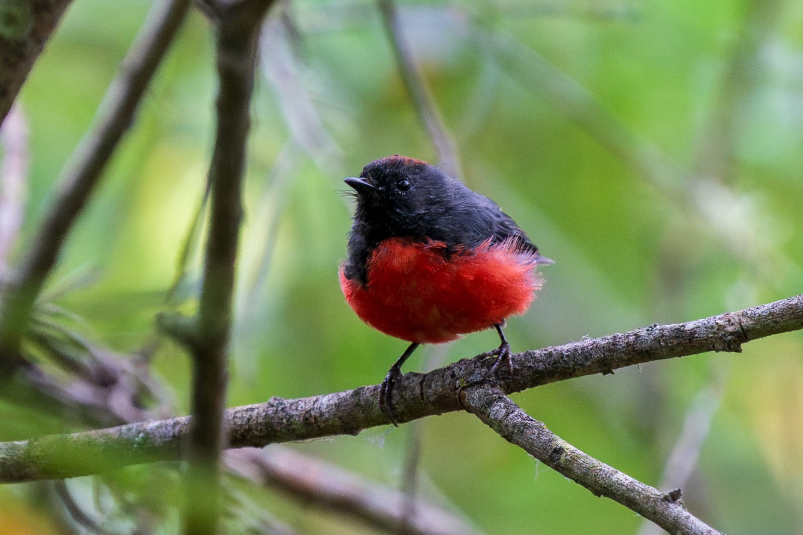 Slate-throated Redstart.