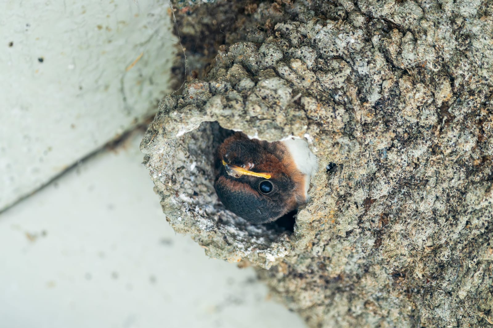 Cliff Swallow in Nest