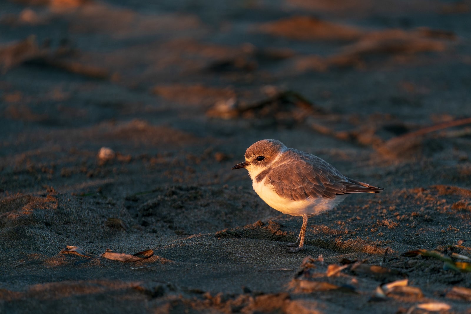 Snowy Plover