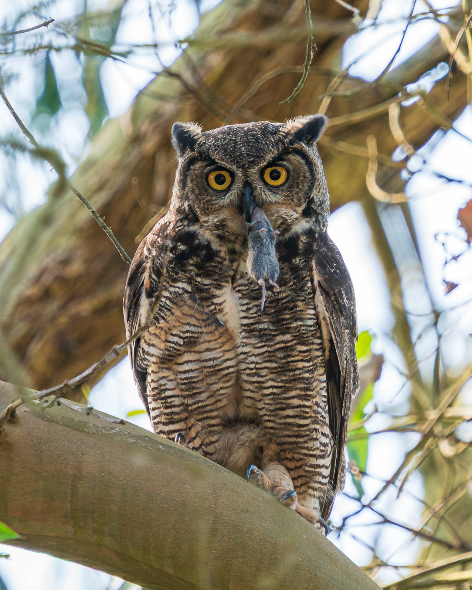Great-horned Owl mom, with a meal