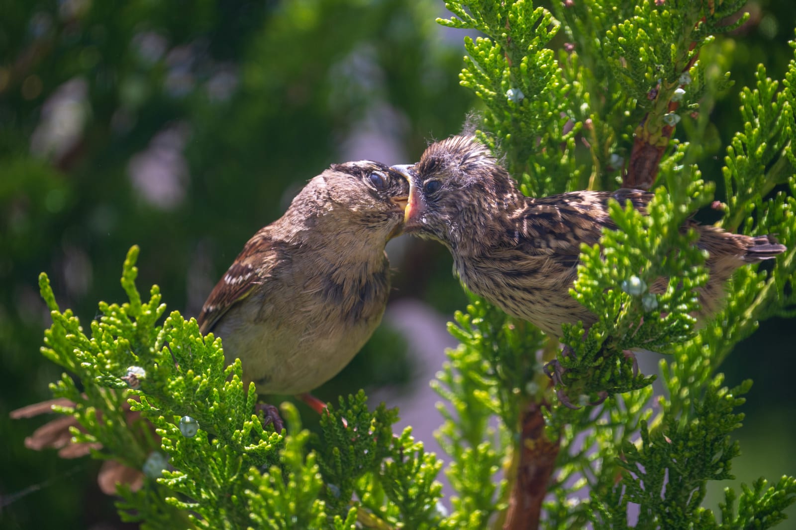 House Finch Feeding