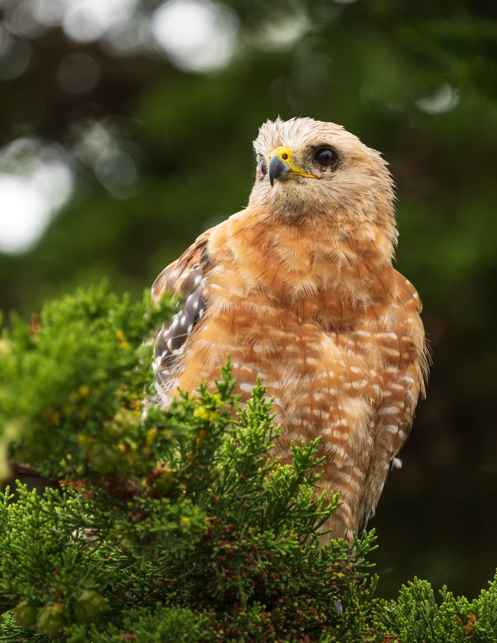 Red-shouldered Hawk