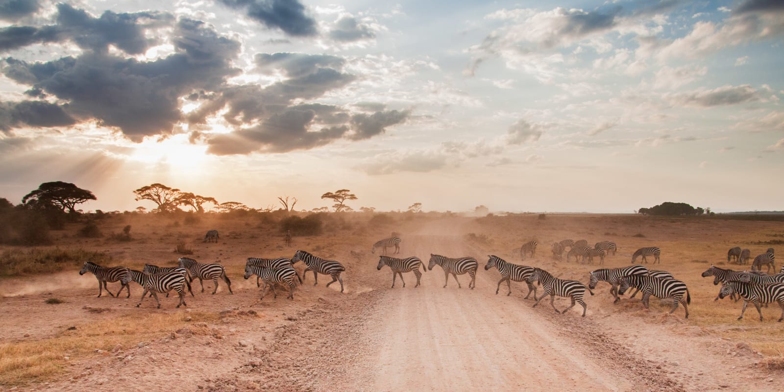 Zebra Crossing