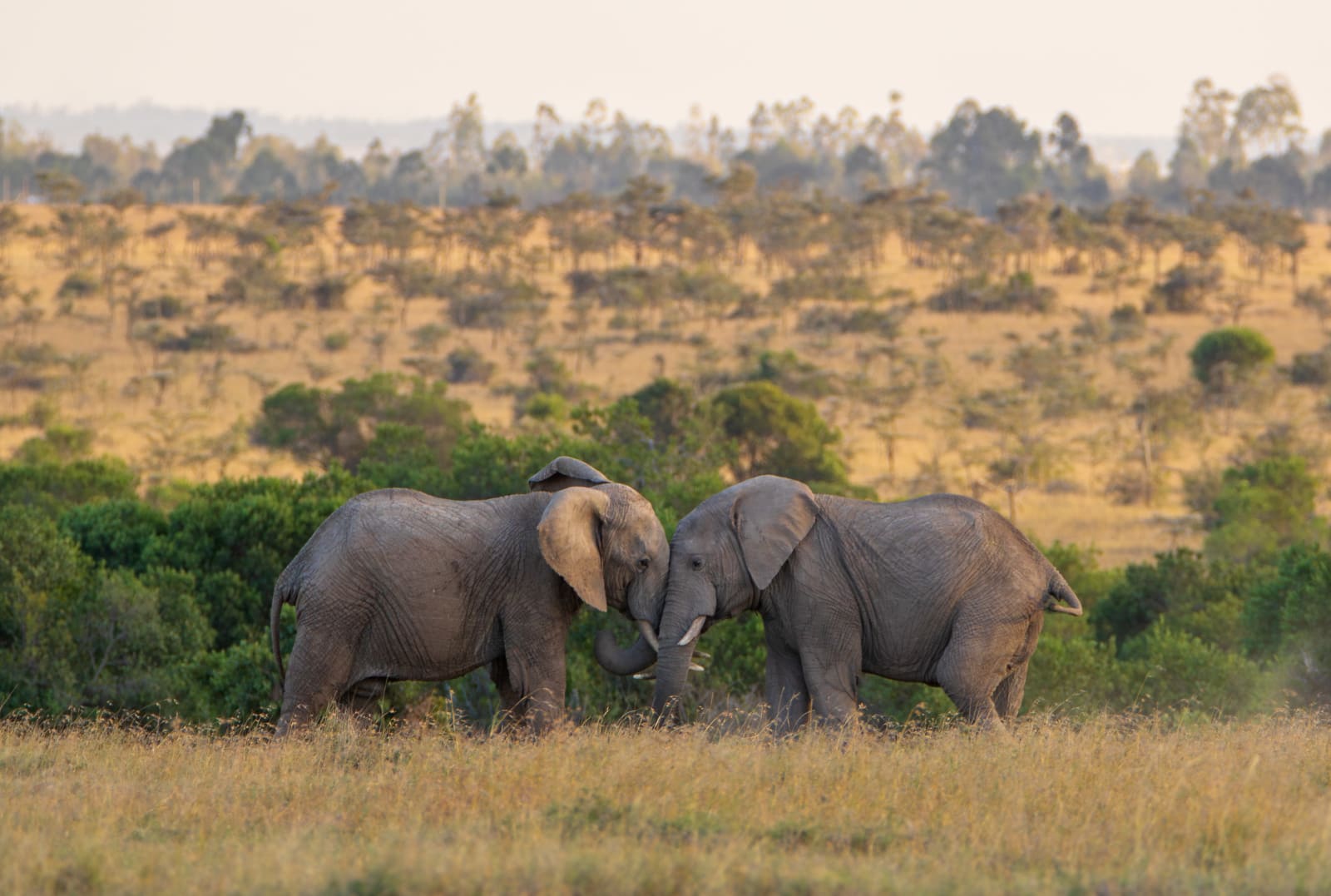Dueling Elephants