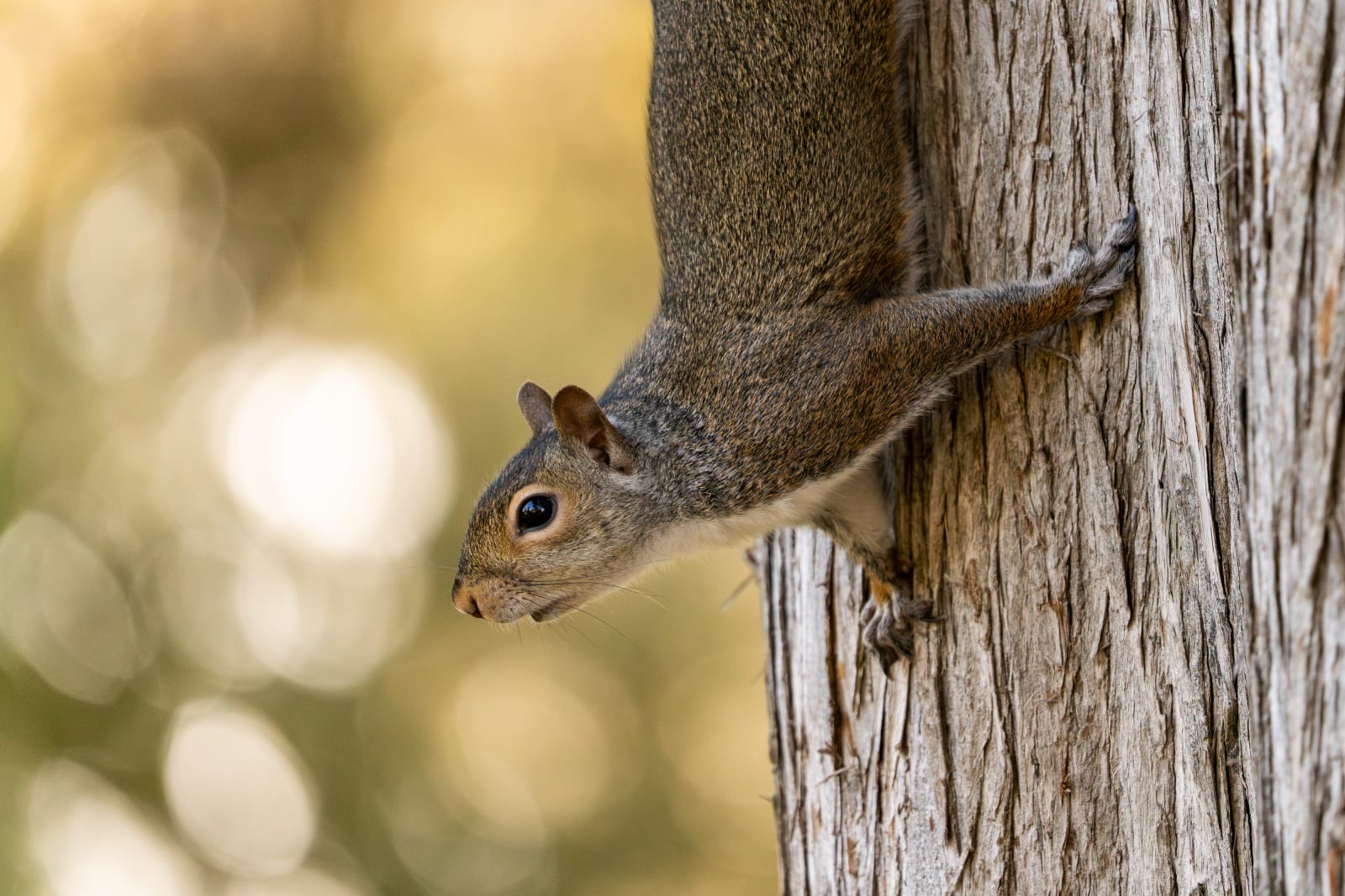 Squirrel