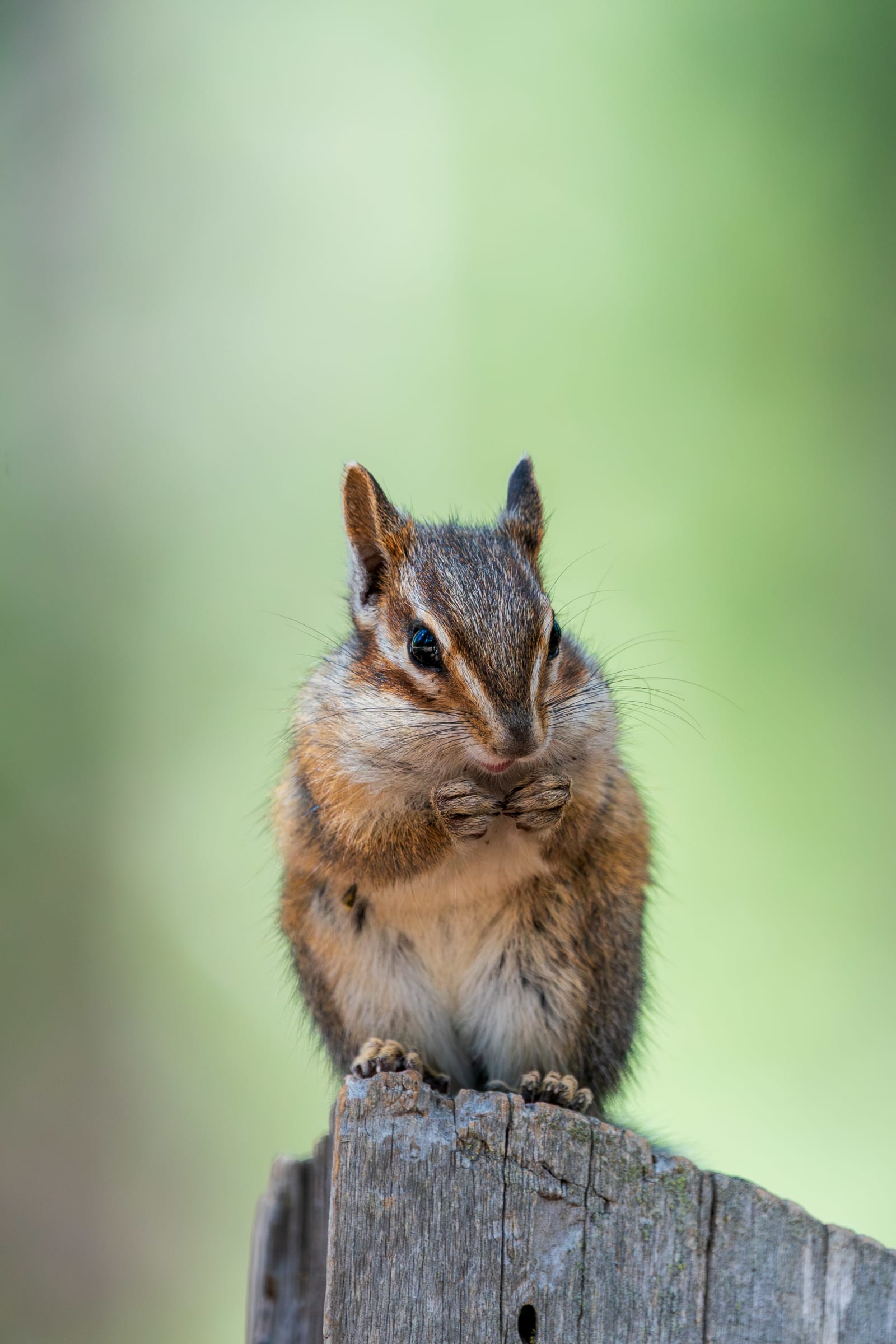 Chipmunk