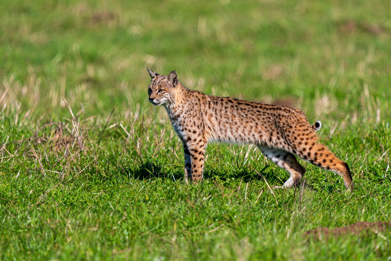 Bobcat