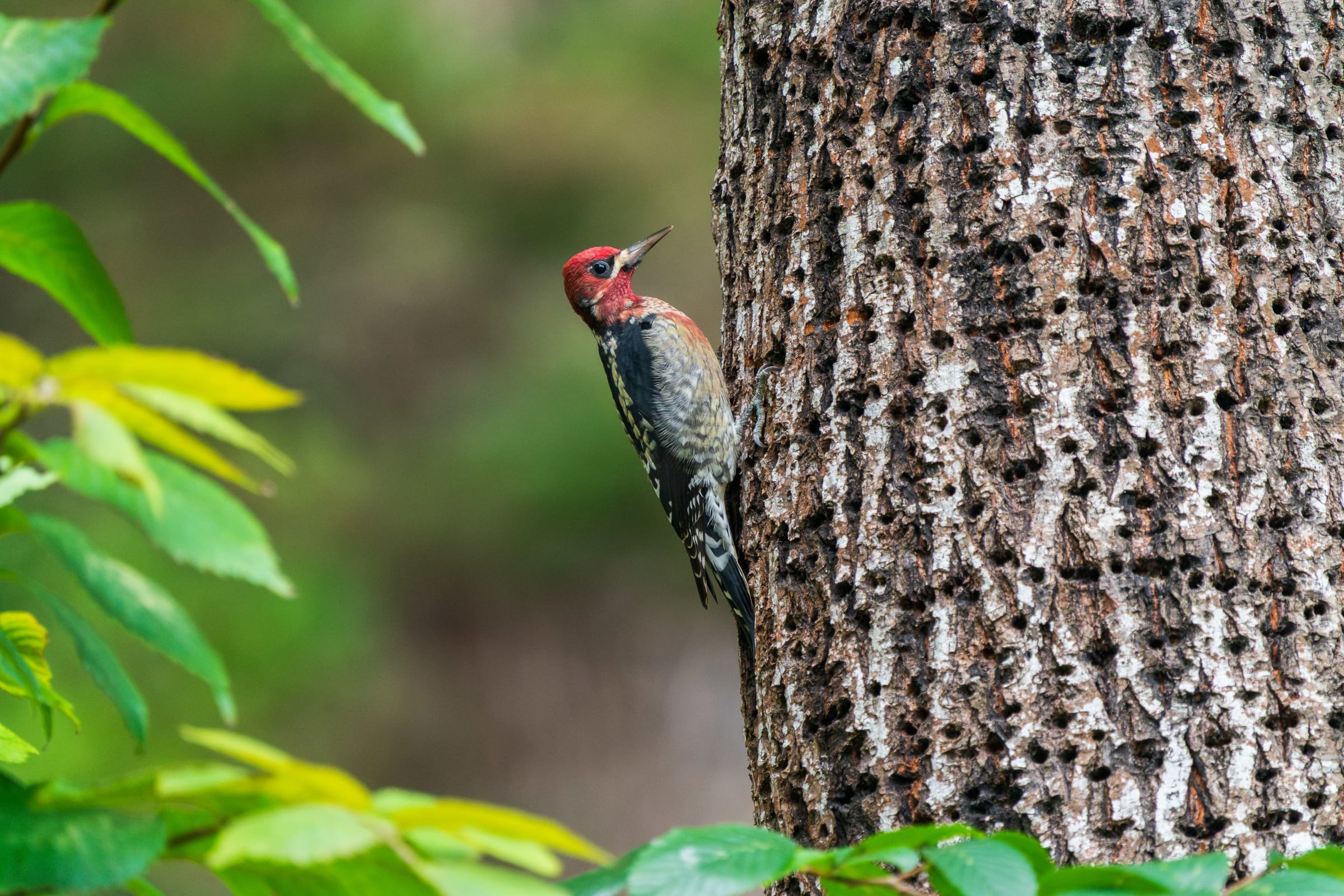 Red-napped Sapsucker at Grannary