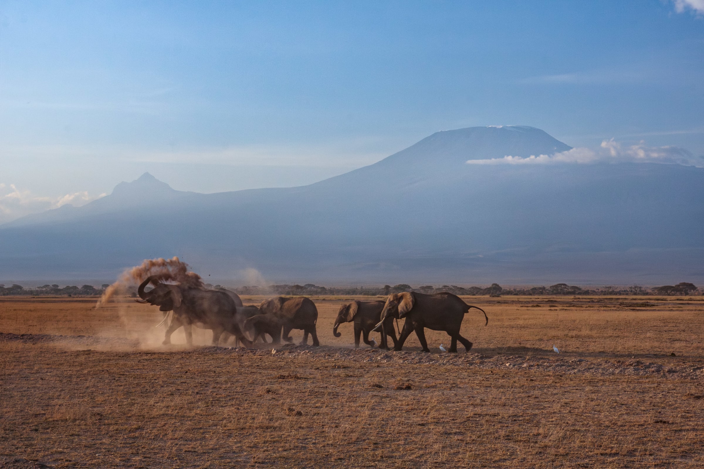 Elephant Dust Bath in Front of Mt. Kilimanjaro