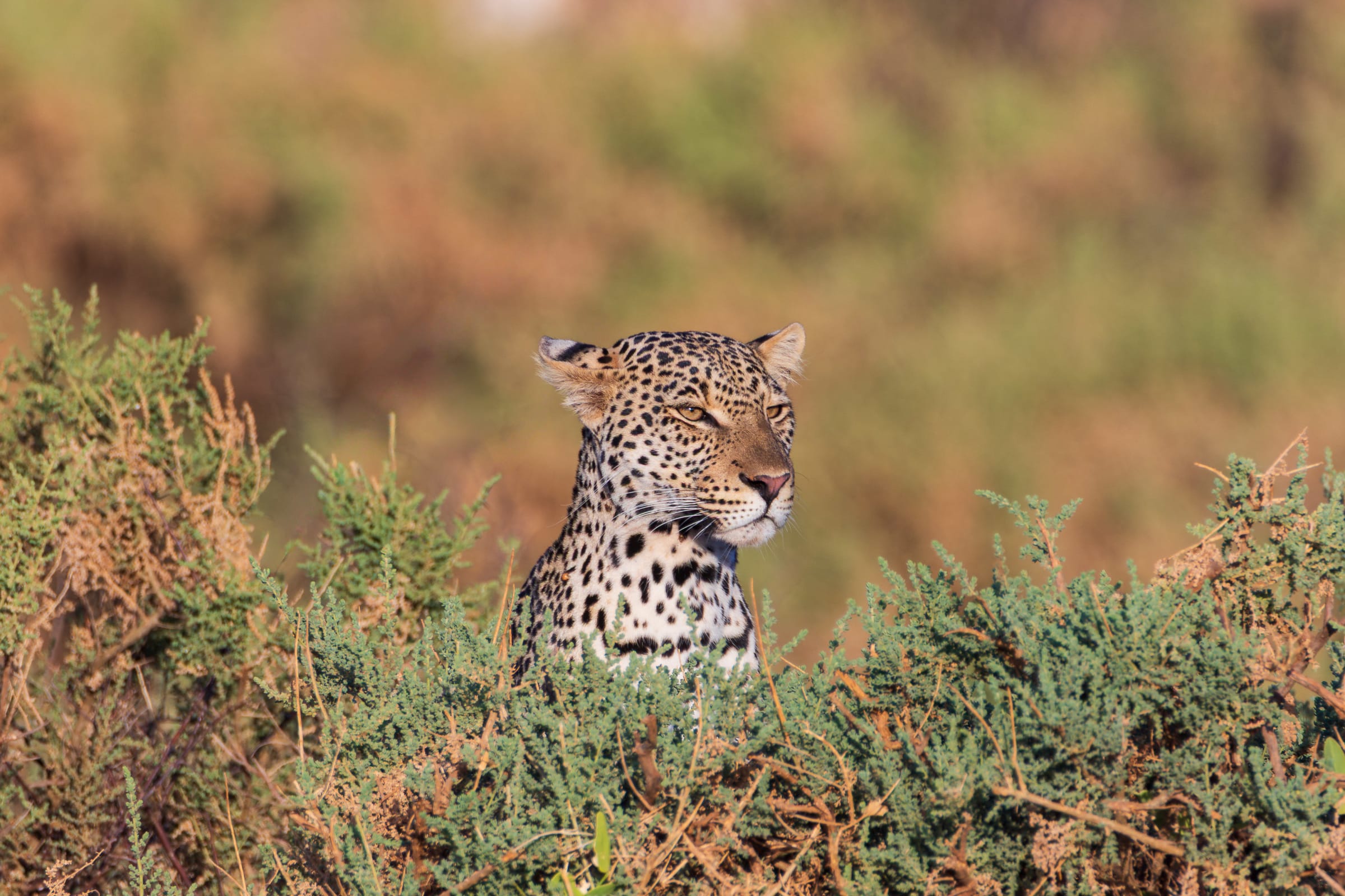 Leopard
