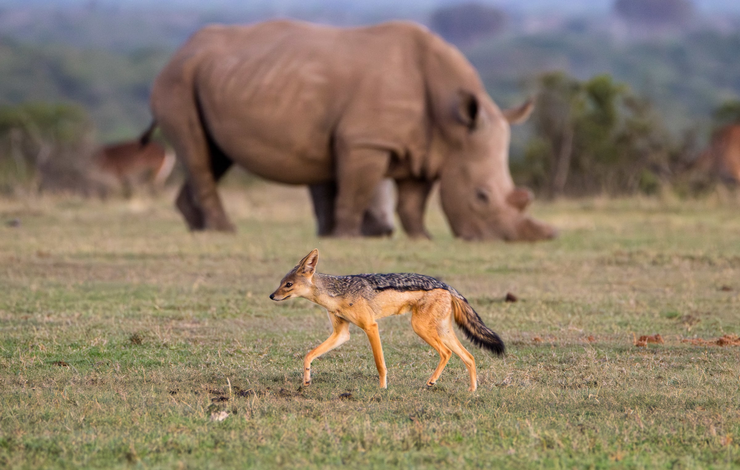 Black Backed Jackal walking past a foraging Southern White Rhinoceros