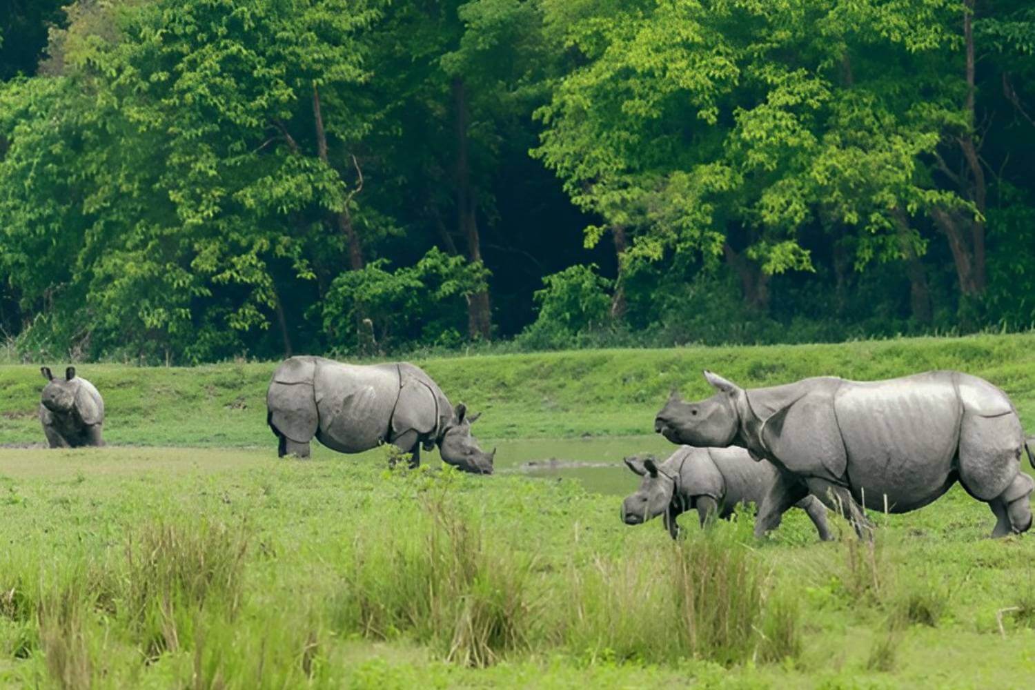 MIRACULOUS TOUR OF CHERRAPUNJI, SHILLONG, KAZIRANGA & GUWAHATI