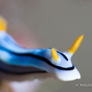 ミスジアオイロウミウシ