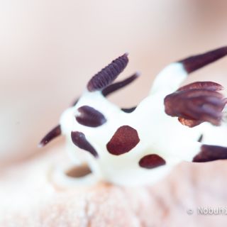 パンダツノウミウシ