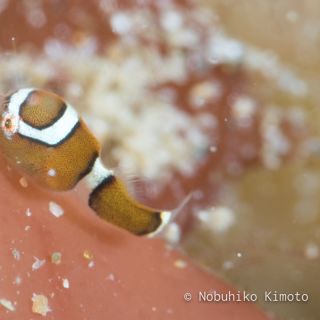 サクラダンゴウオ