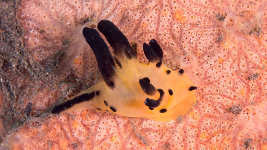 バリでウミウシ研究者の方々と #2 カンナツノザヤウミウシと似た子