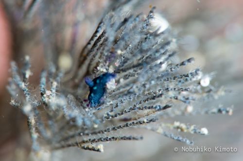 サガミリュウグウウミウシ