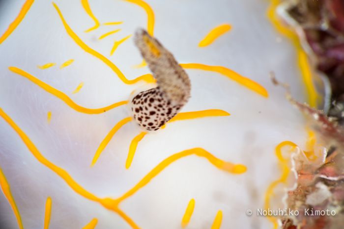 キスジカンテンウミウシ