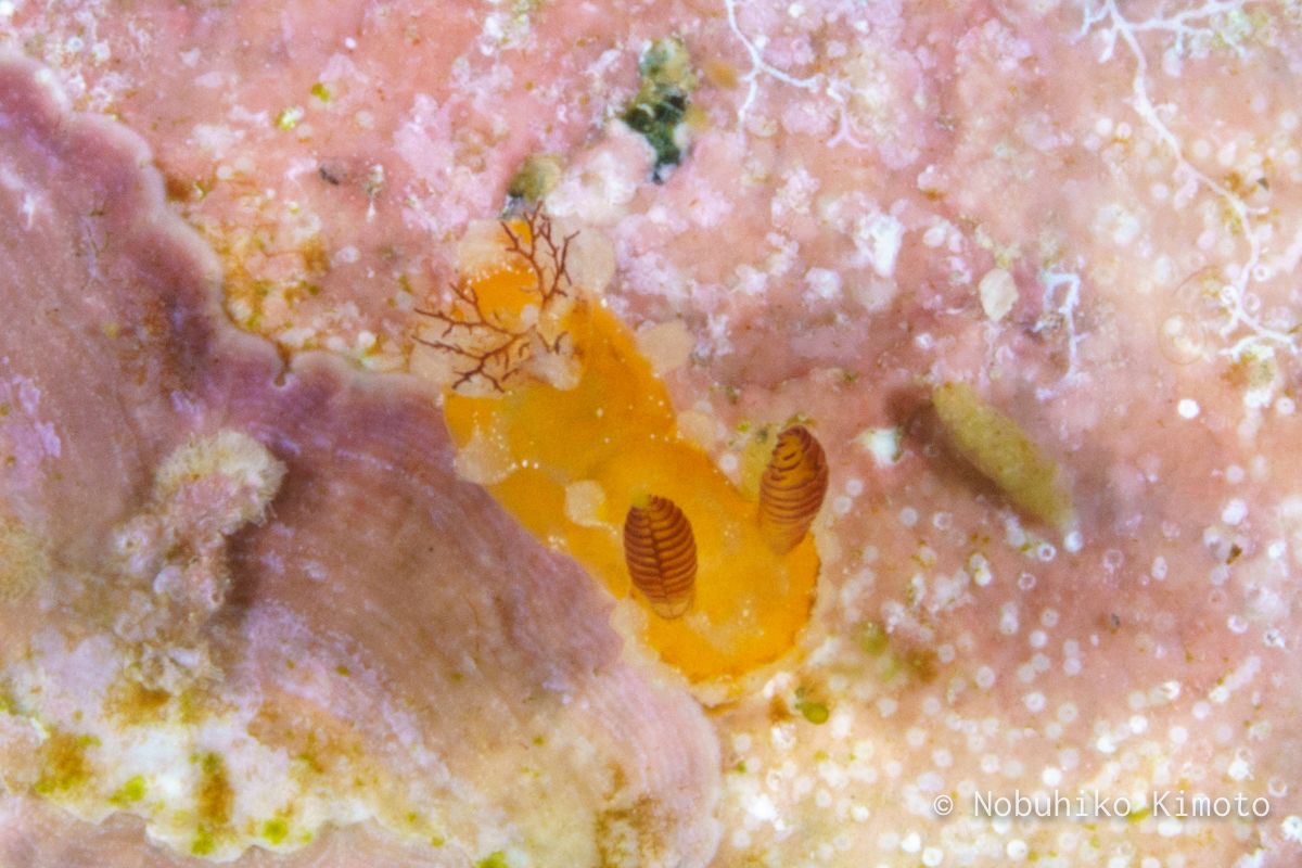 ヒカリウミウシのなかま