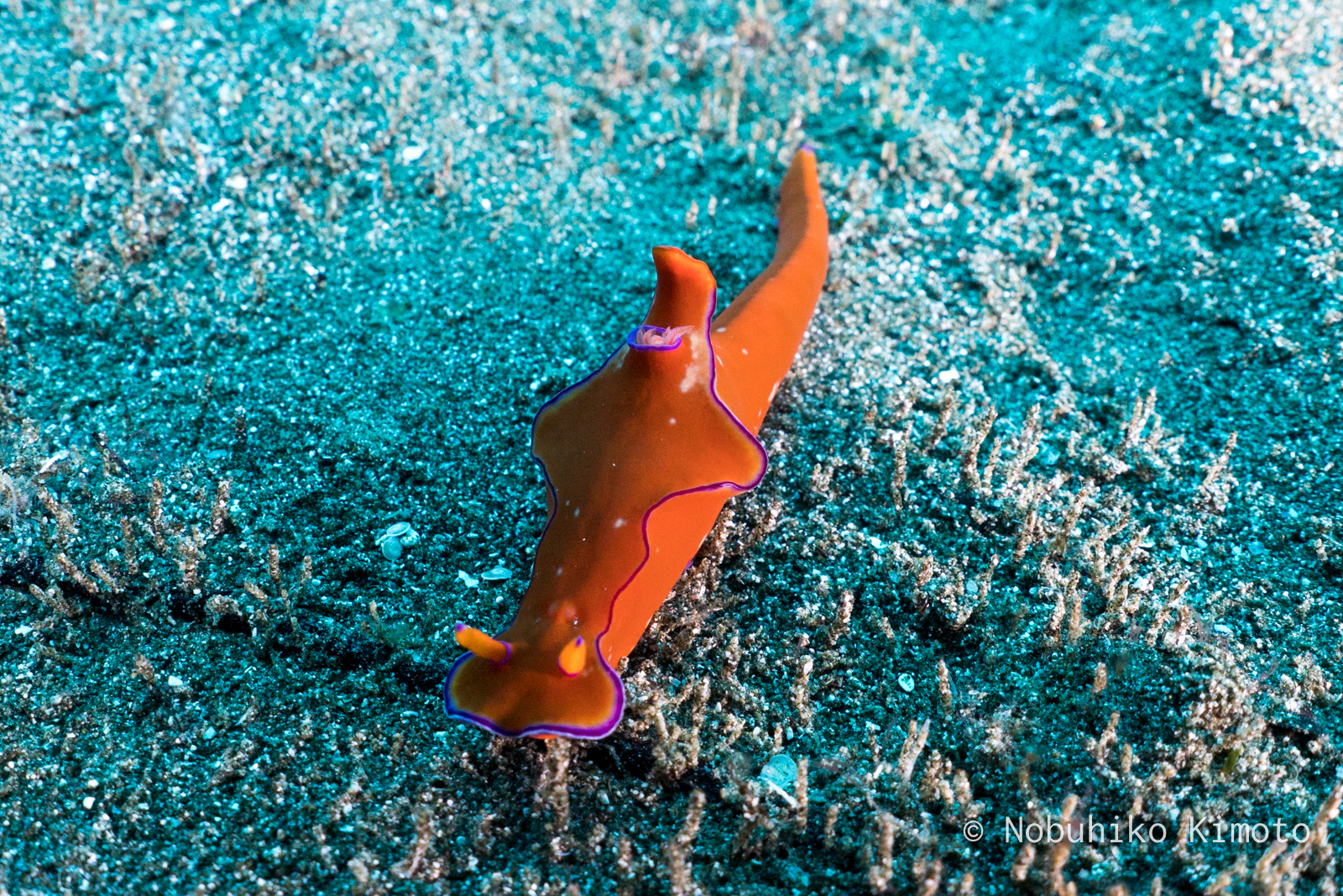 ハナエニシキウミウシ