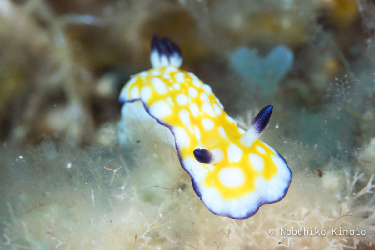 エラフリイロウミウシ
