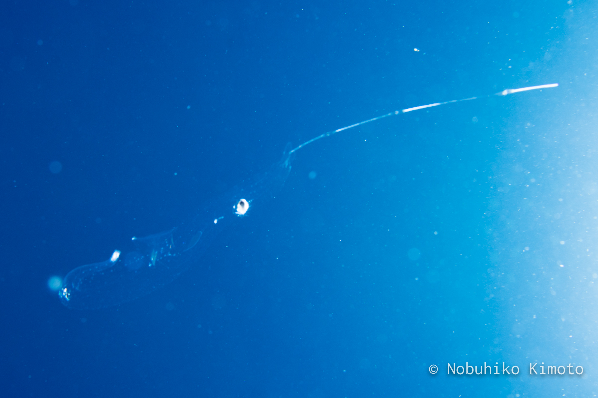 ハダカゾウクラゲ