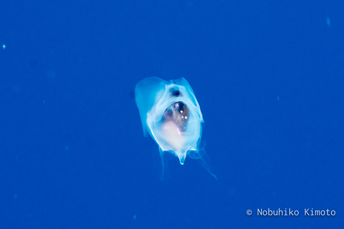 クリイロカメガイ?