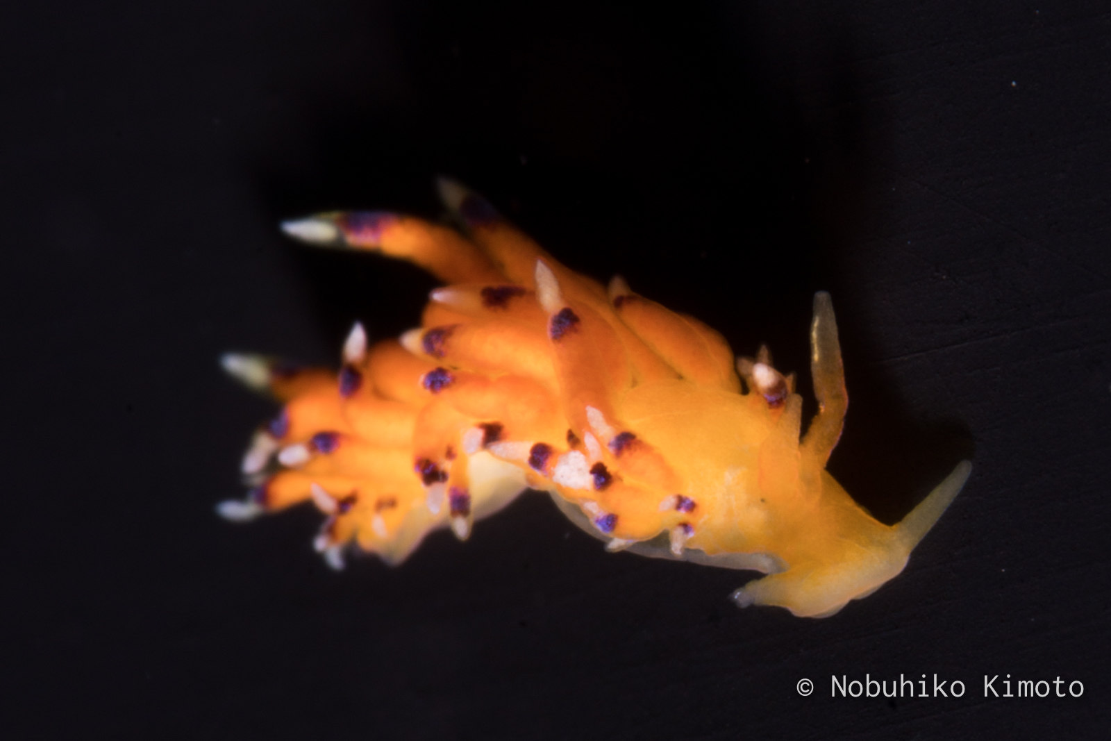 Trinchesia sp.