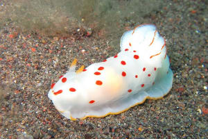 オオエラキヌハダウミウシ Gymnodoris ceylonica