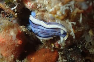 コンガスリウミウシ Chromodoris sp. 1