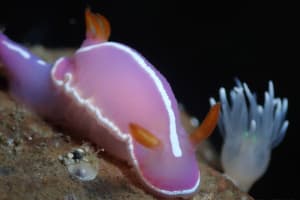 シモダイロウミウシ Hypselodoris shimodaensis