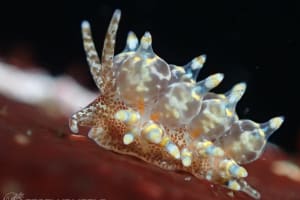 タマガワミノウミウシ Eubranchus cf. leopoldoi