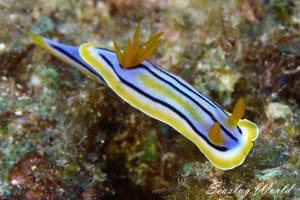 Chromodoris colemani