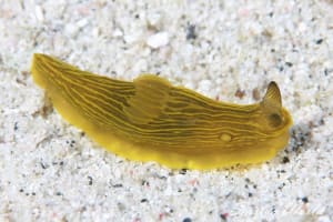 Gymnodoris sp. 2