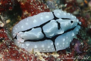 トサカイボウミウシ Phyllidiopsis shireenae