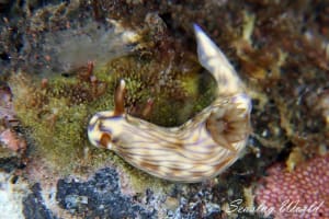 Hypselodoris zephyra