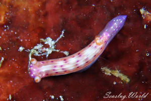 Hypselodoris maculosa