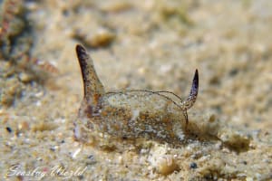 ウスバネウミコチョウ Gastropterid sp. 1