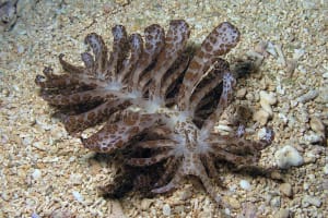 オオコノハミノウミウシ Phyllodesmium longicirrum