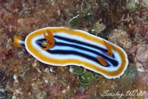 クロシオイロウミウシ Chromodoris sp. 3