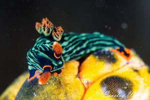 アカフチリュウグウウミウシ Nembrotha kubaryana