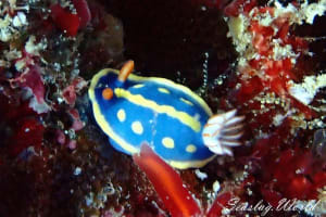 Hypselodoris festiva