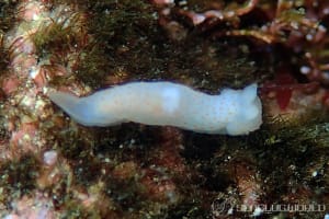 キヌハダウミウシ属の仲間 Gymnodoris spp.