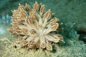 ラドマンミノウミウシ Phyllodesmium rudmani