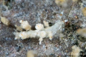 Eubranchus sp.10