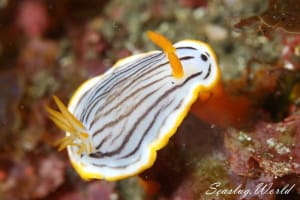 Chromodoris sp. 6