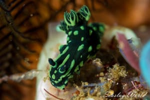 アカフチリュウグウウミウシ Nembrotha kubaryana