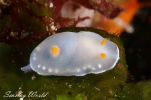 シラウメウミウシ Goniobranchus nona